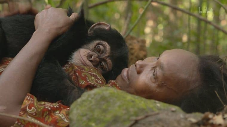 国家地理《黑猩猩学院 Chimp School 2016》英语中英双字 1080P/MP4/1.9G 塞拉利昂黑猩猩插图3