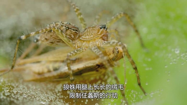 新加坡纪录片《野生城市:秘密世界 Wild City: Secret World 2019》英语多国字幕 无水印纯净版 1080P/MKV/1.76G 野生城市插图4 新加坡纪录片《野生城市:秘密世界 Wild City: Secret World 2019》英语多国字幕 无水印纯净版 1080P/MKV/1.76G 野生城市插图4