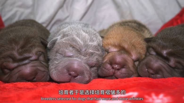 国家地理《狗狗体型之谜 How Dogs Got Their Shapes 2016》英语中英双字 1080P/MP4/1.89G 狗狗插图3 国家地理《狗狗体型之谜 How Dogs Got Their Shapes 2016》英语中英双字 1080P/MP4/1.89G 狗狗插图3