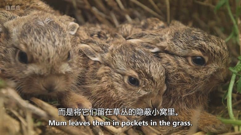 BBC纪录片《隐秘野性群岛 Hamza’s Hidden Wild Isles 2025》全4集 英语中英双字 无水印纯净版 1080P/MKV/8.85G 英国鲜为人知的岛屿插图2 BBC纪录片《隐秘野性群岛 Hamza’s Hidden Wild Isles 2025》全4集 英语中英双字 无水印纯净版 1080P/MKV/8.85G 英国鲜为人知的岛屿插图2