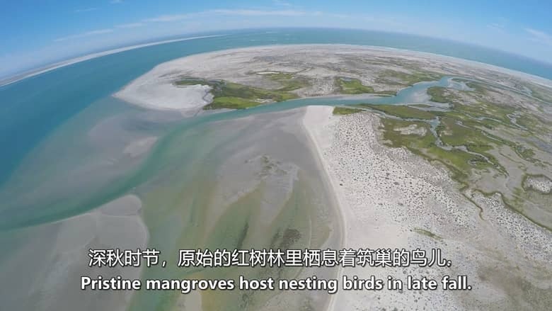 美国纪录片《狂野太平洋 The Wild Pacific 2016》英语中英双字 无水印纯净版 1080P/MKV/4.81G 太平洋生态插图4