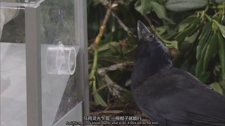德国纪录片《喙与脑：使用工具的鸟类 Beak and Brain: Genius Birds from Down Under 2013》英语中英双字 1080P/MP4/1.44G 聪明的鸟类插图6