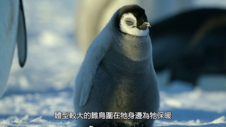 国家地理《企鹅之谜 Secrets of the Penguins 2025》全3集 英语多国中字 无水印纯净版 1080P/MKV/6.54G 企鹅之谜插图3