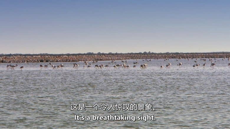 ITV纪录片《野性法国 Wild France with Ray Mears 2016》全6集 英语中英双字 无水印纯净版 1080P/MKV/7.41G 法国风光插图6 ITV纪录片《野性法国 Wild France with Ray Mears 2016》全6集 英语中英双字 无水印纯净版 1080P/MKV/7.41G 法国风光插图6