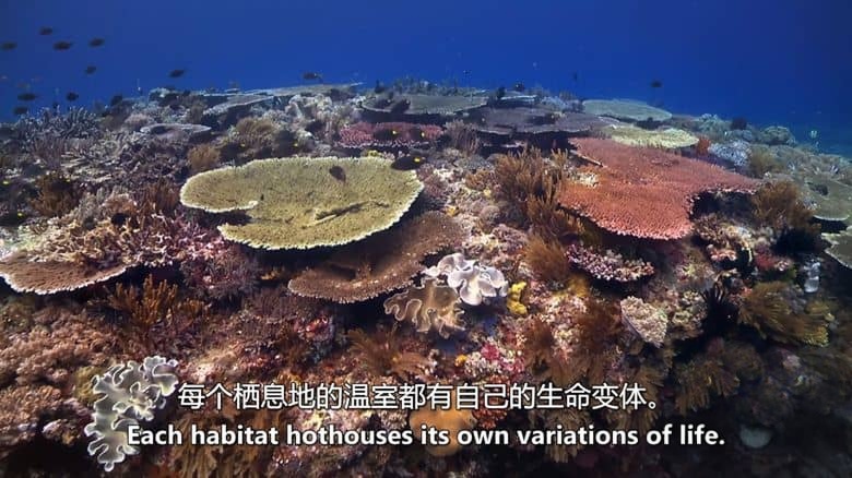 澳大利亚纪录片《荒蛮之地：太平洋 Wildest Places: Pacific 2019》第二季全4集 英语中英双字 无水印纯净版 1080P/MKV/14.3G 狂野太平洋插图2