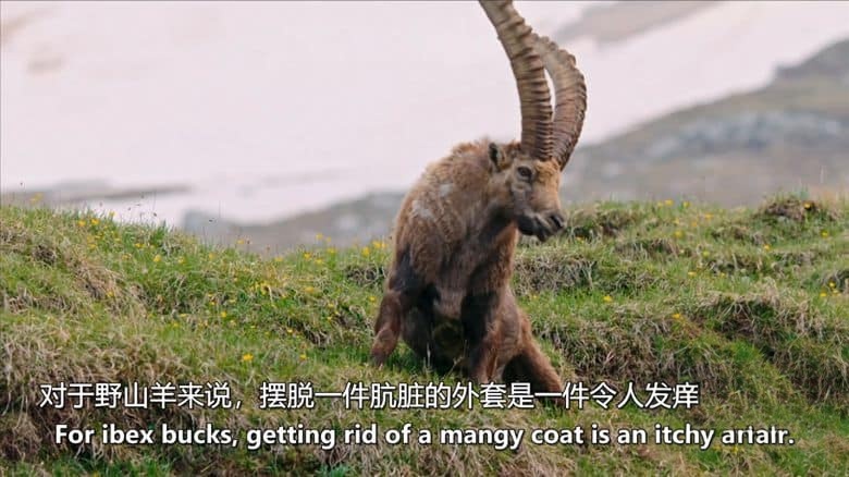 PBS纪录片《阿尔卑斯山 The Alps 2020》全2集 英语中英双字 无水印纯净版 1080P/MKV/7.33G 阿尔卑斯山插图3