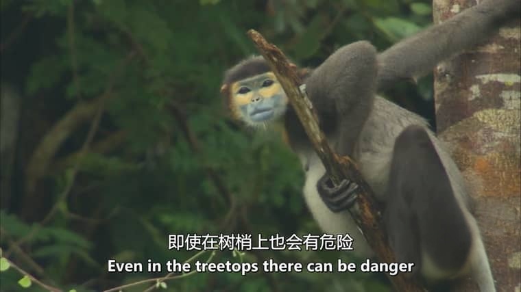 美国纪录片《狂野中南半岛 Wildest Indochina 2014》全5集 英语中英双字 无水印纯净版 1080P/MKV/16.8G 中南半岛生态插图5