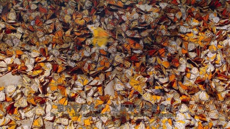 英国纪录片《帝王蝶的迁徙 Flight of the Butterflies 2012》英语中英双字 无水印纯净收藏版 4K蓝光原盘/2160P/MKV/18.3G 生物大迁徙插图7