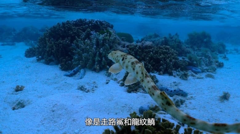 Netflix纪录片《众里寻鲨:拍摄大作战 All the Sharks 2025》全6集 英语多国字幕 无水印纯净版 1080P/MKV/13.8G 鲨鱼纪录片插图2 Netflix纪录片《众里寻鲨:拍摄大作战 All the Sharks 2025》全6集 英语多国字幕 无水印纯净版 1080P/MKV/13.8G 鲨鱼纪录片插图2