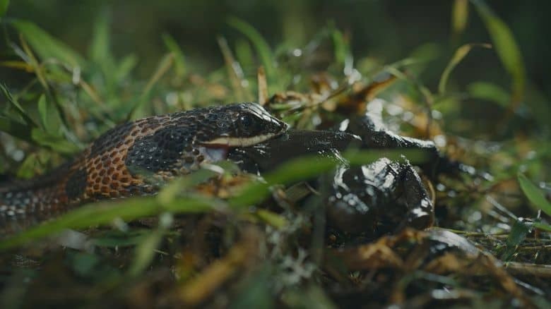 Netflix纪录片《大自然恐怖故事 Nightmares of Nature 2025》全3集 英语多国字幕 无水印纯净版 1080P/MKV/5.53G 动物生存故事插图1 Netflix纪录片《大自然恐怖故事 Nightmares of Nature 2025》全3集 英语多国字幕 无水印纯净版 1080P/MKV/5.53G 动物生存故事插图1