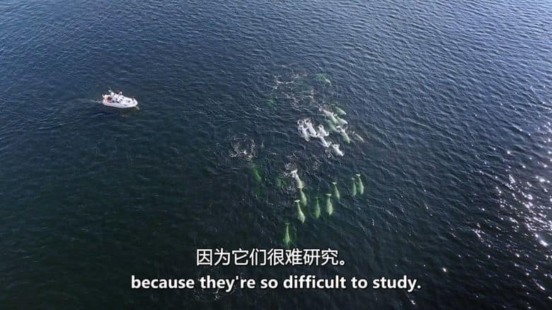 ZED纪录片《动物故事 Animal Tales 2019》全4集 英语中英双字 无水印纯净版 1080P/MKV/2.47G 动物故事插图1 ZED纪录片《动物故事 Animal Tales 2019》全4集 英语中英双字 无水印纯净版 1080P/MKV/2.47G 动物故事插图1