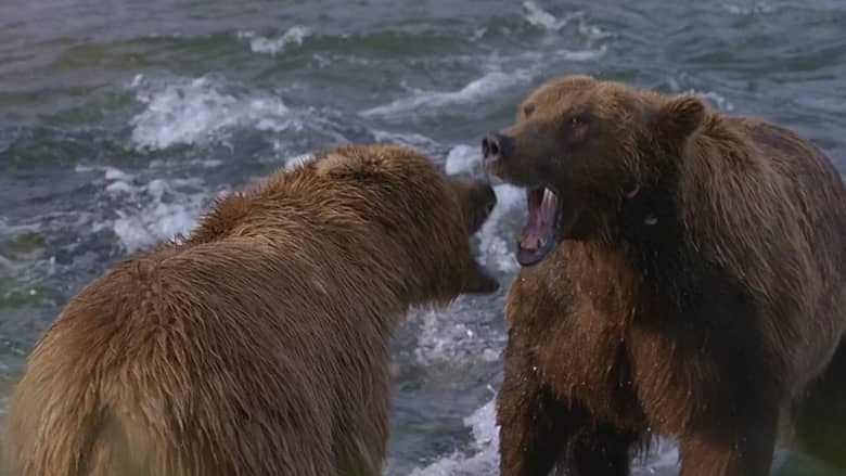 国家地理《阿拉斯加夺命之最 Alaska’s Deadliest 2018》全2集 多国语言多国字幕 无水印纯净版 720P/MKV/5.3G 阿拉斯加致命动物插图2 国家地理《阿拉斯加夺命之最 Alaska’s Deadliest 2018》全2集 多国语言多国字幕 无水印纯净版 720P/MKV/5.3G 阿拉斯加致命动物插图2