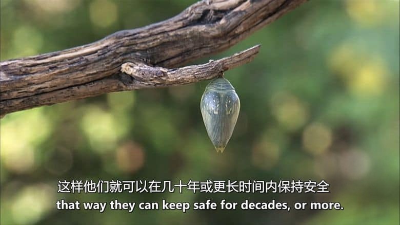 美国纪录片《濒临死亡:冬眠 Close to Death: Hibernation 2015》英语中英双字 无水印纯净版 1080P/MKV/2.34G 动物冬眠插图5 美国纪录片《濒临死亡:冬眠 Close to Death: Hibernation 2015》英语中英双字 无水印纯净版 1080P/MKV/2.34G 动物冬眠插图5