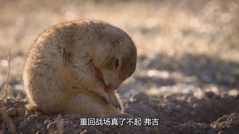 国家地理《土拨鼠大宅门 Prairie Dog Manor 2019》全12集 多国语言多国字幕 无水印纯净版 720P/MKV/14.4G 土拨鼠插图5