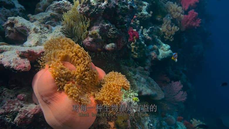 美国纪录片《最后的珊瑚礁 The Last Reef: Cities Beneath the Sea 2012》英语中英双字 4K蓝光原盘收藏版 4K超清/2160P/MP4/18.6G 消失的海底之城插图3