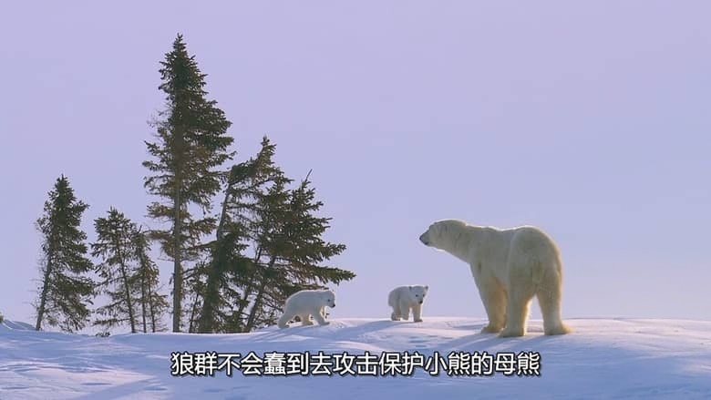 国家地理《北极熊王国 Kingdom of the Polar Bears 2021》全2集 多国语言多国字幕 无水印纯净版 720P/MKV/3.5G 北极熊插图2 国家地理《北极熊王国 Kingdom of the Polar Bears 2021》全2集 多国语言多国字幕 无水印纯净版 720P/MKV/3.5G 北极熊插图2