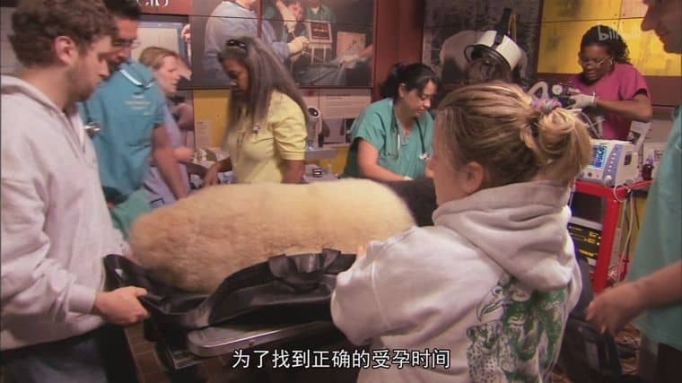 史密森尼频道《自然界的媒人 Nature’s Matchmaker 2011》英语中英双字 1080P/MP4/1.28G 人工繁殖插图1 史密森尼频道《自然界的媒人 Nature’s Matchmaker 2011》英语中英双字 1080P/MP4/1.28G 人工繁殖插图1