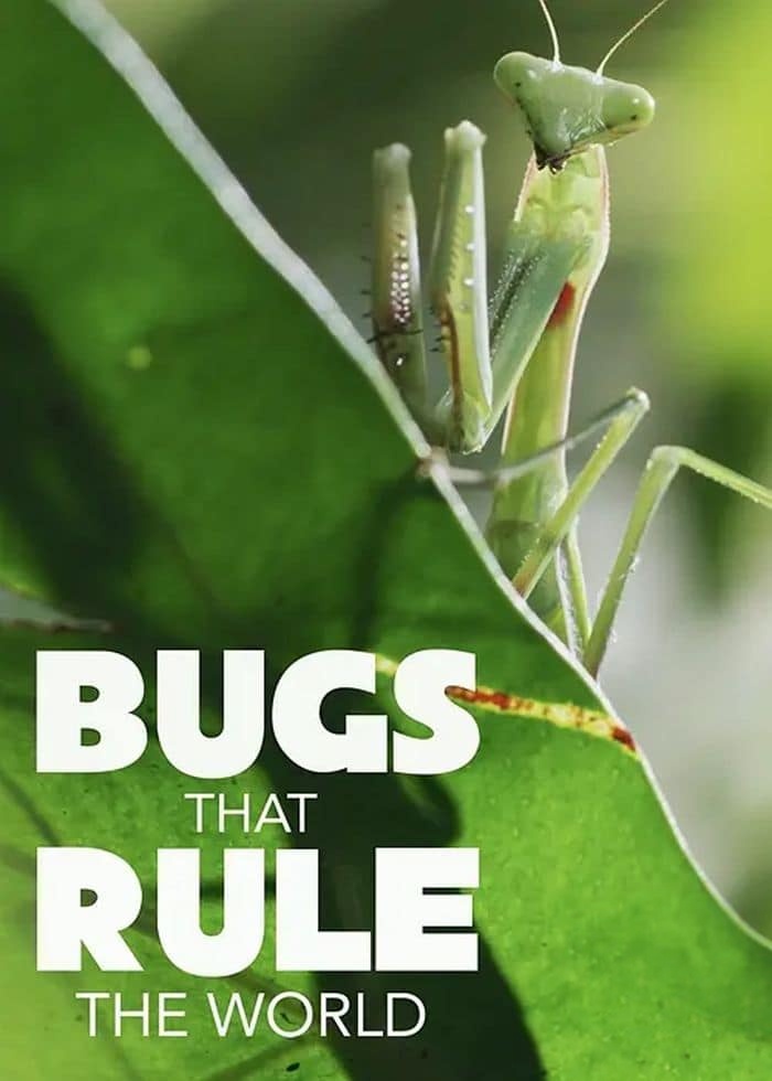 美国纪录片《虫临天下 Bugs That Rule the World 2025》第一季全4集 英语中英双字 无水印纯净版 1080P/MKV/7.28G 统治世界的虫族插图