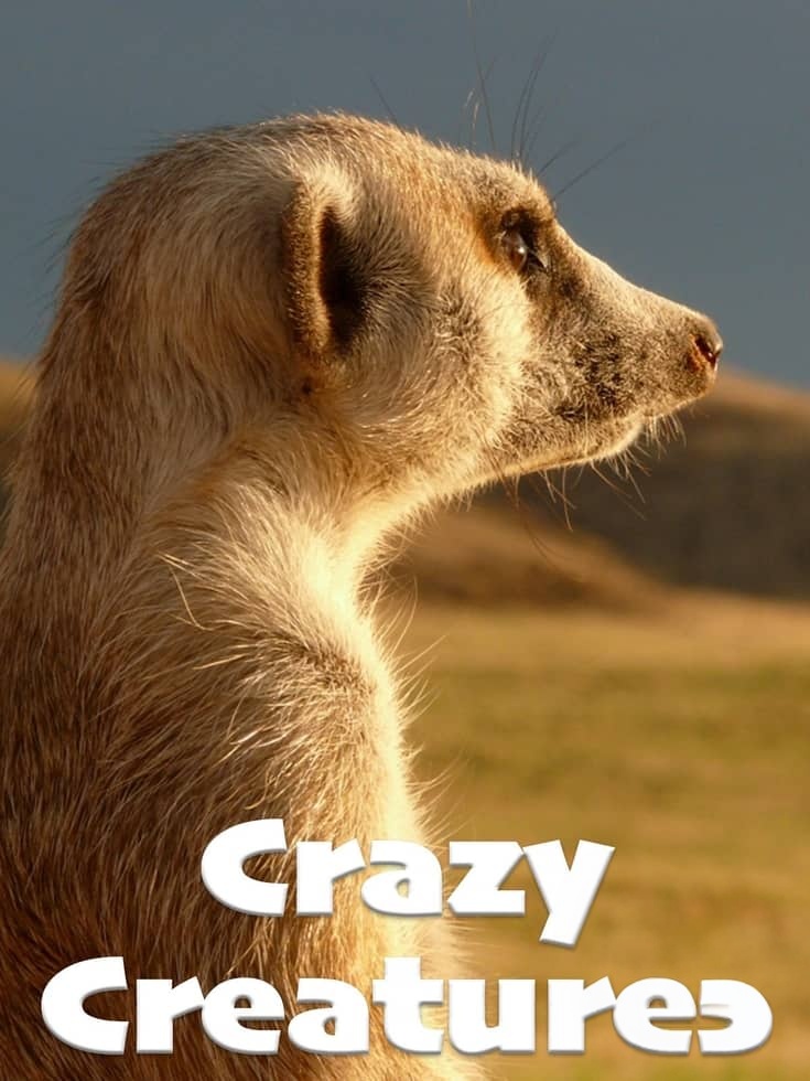 美国纪录片《疯狂的生物 Crazy Creatures 2018》英语中英双字 无水印纯净版 1080P/MKV/4.18G 生物伪装术插图
