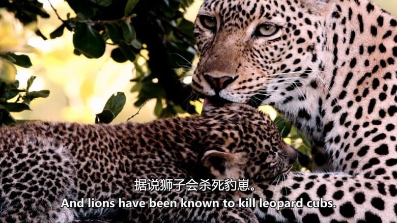 国家地理《卡塔维 – 非洲的堕落天堂 Katavi – Africa’s Fallen Paradise 2024》全3集 英语中英双字 无水印纯净版 1080P/MKV/12.3G插图6