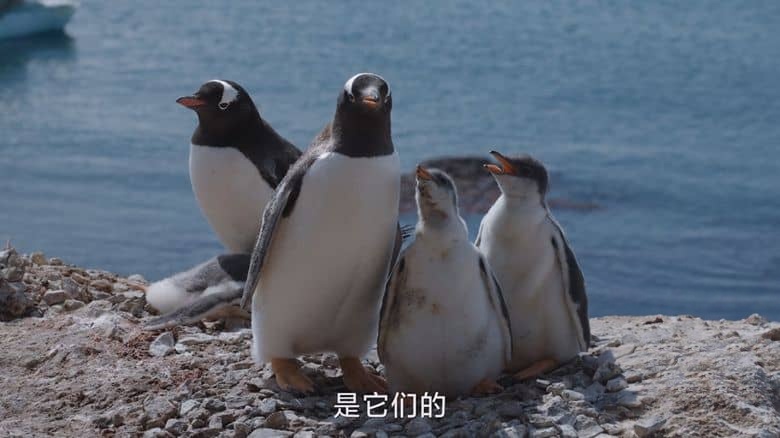 国家地理《企鹅秘境 Secrets of the Penguins 2025》全3集 英语中英双字 无水印纯净版 1080P/MKV/17.6G 企鹅之谜插图6 国家地理《企鹅秘境 Secrets of the Penguins 2025》全3集 英语中英双字 无水印纯净版 1080P/MKV/17.6G 企鹅之谜插图6