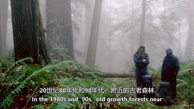 PBS纪录片《永恒的荒野:礼赞美国自然保护区 Forever Wild: Celebrating America’s Wilderness 2009》英语中英双字 无水印纯净版 1080P/MKV/1.47G 美国荒野法案插图6 PBS纪录片《永恒的荒野:礼赞美国自然保护区 Forever Wild: Celebrating America’s Wilderness 2009》英语中英双字 无水印纯净版 1080P/MKV/1.47G 美国荒野法案插图6