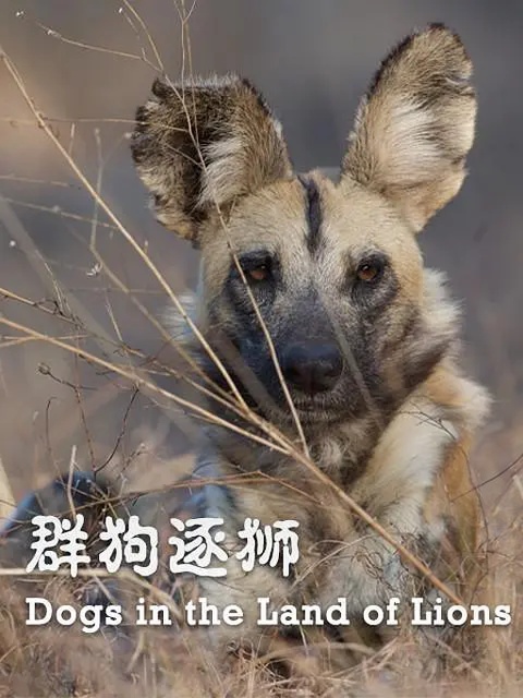 PBS纪录片《群狗逐狮 Dogs in the Land of Lions 2018》英语中英双字 1080P/MP4/2.15G 津巴布韦野狗插图