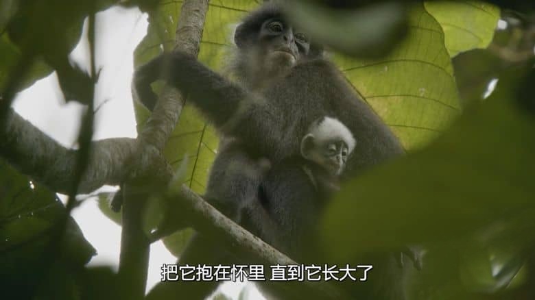 新加坡纪录片《野生城市：森林生物 Wild City: Forest Life 2019》英语多国字幕 无水印纯净版 1080P/MKV/2.45G 野生城市插图6