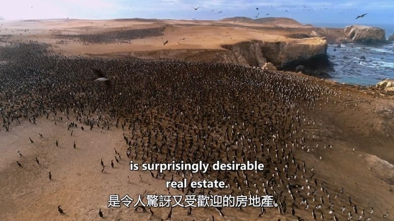 澳大利亚纪录片《狂野天空 Wild Sky 2025》第一季全4集 英语中英双字 无水印纯净版 1080P/MKV/11.2G 自然力量插图5
