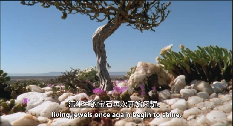 英国纪录片《纳马夸兰：非洲沙漠花园 Namaqualand：Africa’s Desert Garden 2005》英语中英双字 无水印纯净版 1080P/MKV/3.32G 非洲沙漠花园插图8