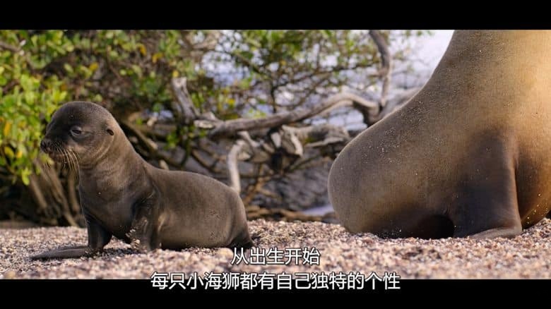 迪士尼纪录片《海狮利奥环岛记 Sea Lions of the Galápagos 2025》英语多国中字 无水印纯净版 1080P/MKV/4.62G 海狮利奥插图2 迪士尼纪录片《海狮利奥环岛记 Sea Lions of the Galápagos 2025》英语多国中字 无水印纯净版 1080P/MKV/4.62G 海狮利奥插图2