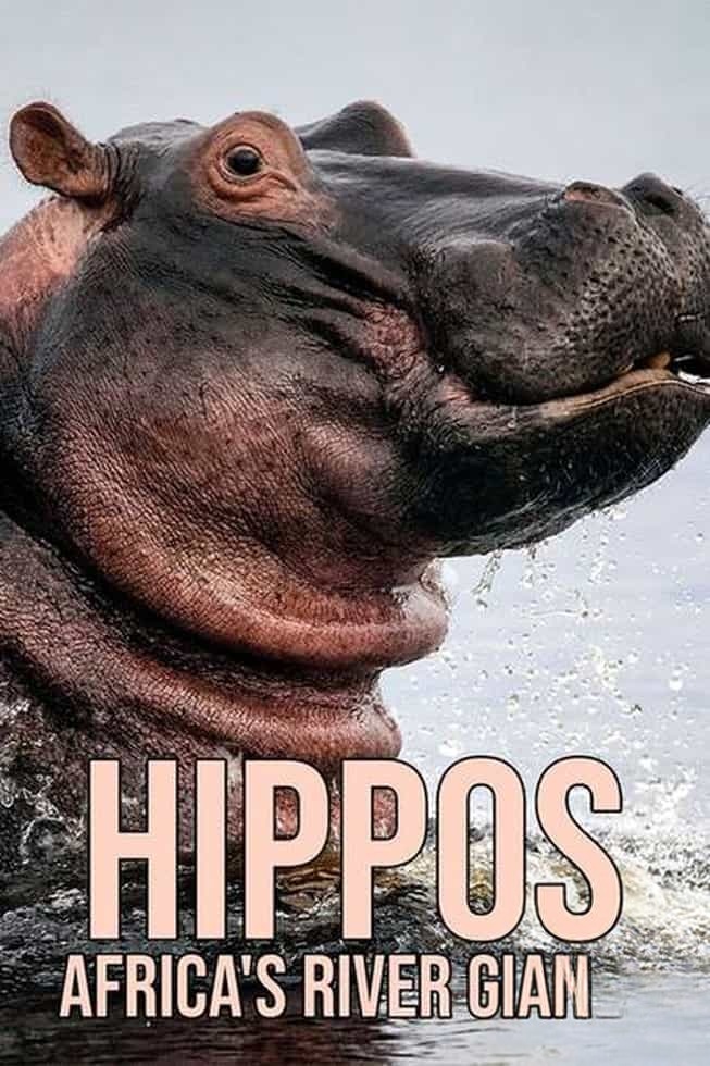 BBC纪录片《河马:非洲的河流巨人 Hippos: Africa’s River Giants 2019》英语中英双字 1080P/MKV/1.35G 非洲河马插图 BBC纪录片《河马:非洲的河流巨人 Hippos: Africa’s River Giants 2019》英语中英双字 1080P/MKV/1.35G 非洲河马插图