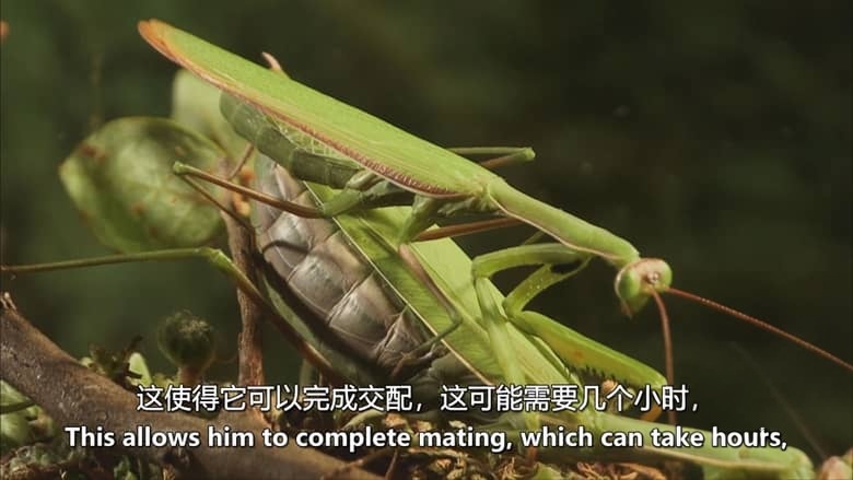 德国纪录片《螳螂:欺骗大师 Mantises:Masters of Deception 2019》英语中英双字 无水印纯净版 1080P/MKV/1.79G 螳螂纪录片插图4 德国纪录片《螳螂:欺骗大师 Mantises:Masters of Deception 2019》英语中英双字 无水印纯净版 1080P/MKV/1.79G 螳螂纪录片插图4