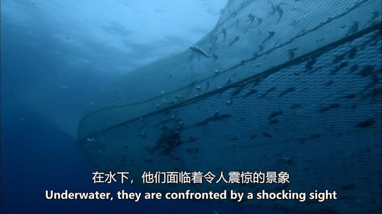 加拿大纪录片《海洋冒险家 Ocean Adventurer 2016》全2集 英语中英双字 无水印纯净版 1080P/MKV/5.52G 海洋生态插图3 加拿大纪录片《海洋冒险家 Ocean Adventurer 2016》全2集 英语中英双字 无水印纯净版 1080P/MKV/5.52G 海洋生态插图3