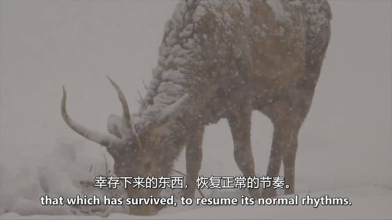 意大利纪录片《野性意大利:顶级掠食者 Wild Italy:Top Predators 2014》第一季全6集 英语中英双字 无水印纯净版 1080P/MKV/16.3G 野性意大利插图5 意大利纪录片《野性意大利:顶级掠食者 Wild Italy:Top Predators 2014》第一季全6集 英语中英双字 无水印纯净版 1080P/MKV/16.3G 野性意大利插图5