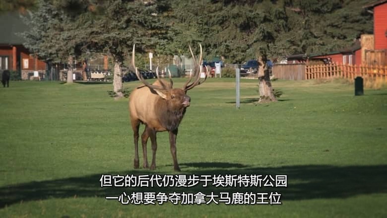 国家地理《美国动物百科 United States of Animals 2016》全12集 多国语言多国字幕 无水印纯净版 720P/MKV/10.8G 美国野生动物插图2