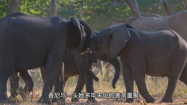 迪士尼纪录片《万象之家 Elephant 2020》多国语言多国字幕 无水印纯净版 720P/MKV/8.14G 大象迁徙插图4 迪士尼纪录片《万象之家 Elephant 2020》多国语言多国字幕 无水印纯净版 720P/MKV/8.14G 大象迁徙插图4