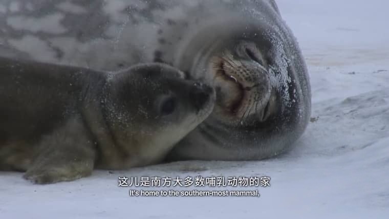 新西兰纪录片《最后的海洋 The Last Ocean 2012》英语中英双字 1080P/MP4/1.49G 南极洲罗斯海插图2