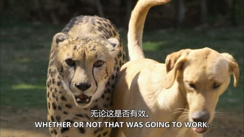 PBS纪录片《奇特的动物伙伴 Animal Odd Couples 2013》英语中英双字 无水印纯净版 1080P/MKV/4.57G 怪异动物伴侣插图1