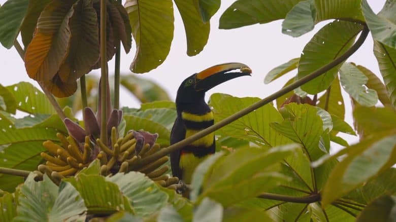 Curiosity纪录片《厄瓜多尔:狂野的一面 Ecuador: On the Wild Side 2024》全2集 英语中英双字 无水印纯净版 1080P/MKV/9.17G 原生态厄瓜多尔插图6 Curiosity纪录片《厄瓜多尔:狂野的一面 Ecuador: On the Wild Side 2024》全2集 英语中英双字 无水印纯净版 1080P/MKV/9.17G 原生态厄瓜多尔插图6