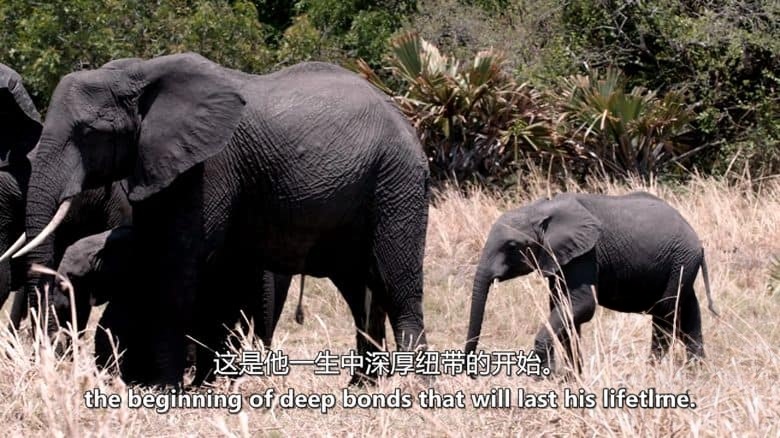 国家地理《卡塔维 – 非洲的堕落天堂 Katavi – Africa’s Fallen Paradise 2024》全3集 英语中英双字 无水印纯净版 1080P/MKV/12.3G插图4