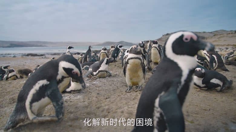 国家地理《企鹅秘境 Secrets of the Penguins 2025》全3集 英语中英双字 无水印纯净版 1080P/MKV/17.6G 企鹅之谜插图5 国家地理《企鹅秘境 Secrets of the Penguins 2025》全3集 英语中英双字 无水印纯净版 1080P/MKV/17.6G 企鹅之谜插图5