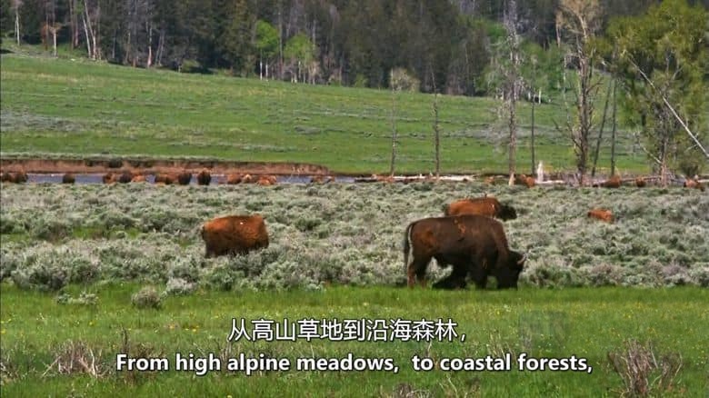 PBS纪录片《永恒的荒野:礼赞美国自然保护区 Forever Wild: Celebrating America’s Wilderness 2009》英语中英双字 无水印纯净版 1080P/MKV/1.47G 美国荒野法案插图5 PBS纪录片《永恒的荒野:礼赞美国自然保护区 Forever Wild: Celebrating America’s Wilderness 2009》英语中英双字 无水印纯净版 1080P/MKV/1.47G 美国荒野法案插图5