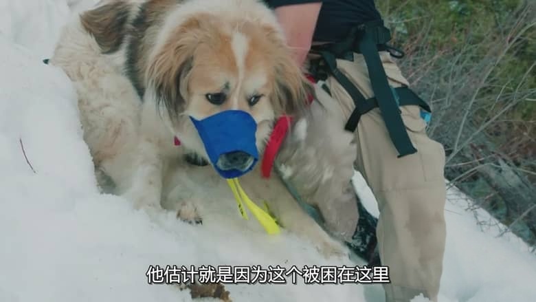 国家地理《落矶山动物救援行动 Rocky Mountain Animal Rescue 2018》全6集 多国语言多国字幕 无水印纯净版 720P/MKV/11G 动物救援插图4