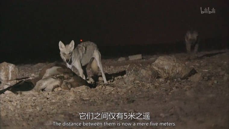 美国纪录片《沙漠生存者:阿拉伯狼 Desert Survivors: The Arabian Wolf 2016》英语中英双字 1080P/MP4/1.31G 阿拉伯狼插图5 美国纪录片《沙漠生存者:阿拉伯狼 Desert Survivors: The Arabian Wolf 2016》英语中英双字 1080P/MP4/1.31G 阿拉伯狼插图5