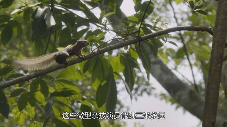 新加坡纪录片《野生城市：森林生物 Wild City: Forest Life 2019》英语多国字幕 无水印纯净版 1080P/MKV/2.45G 野生城市插图4