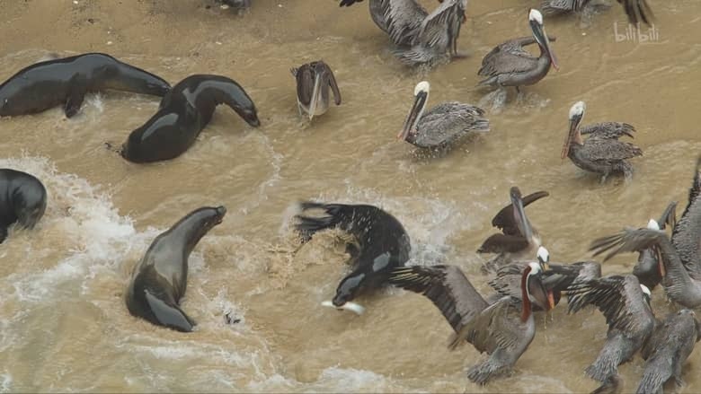 国家地理纪录片《贝尔蒂·格雷戈里：与动物零距离 Animals Up Close with Bertie Gregory 2023》第一季全6集 英语中英双字 4K超清/2160P/MKV/33.8G 动物零距离插图6