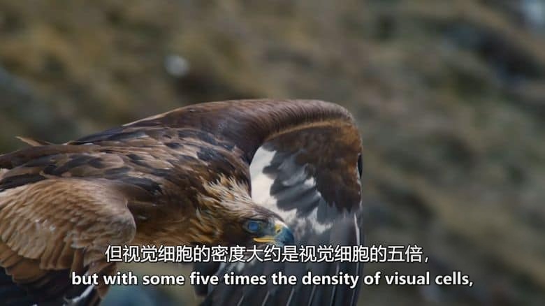 PBS纪录片《大自然的魔法之旅 Raptors – A Fistful of Daggers 2024》全2集 英语中英双字 无水印纯净版 1080P/MKV/6.31G 猛禽插图5