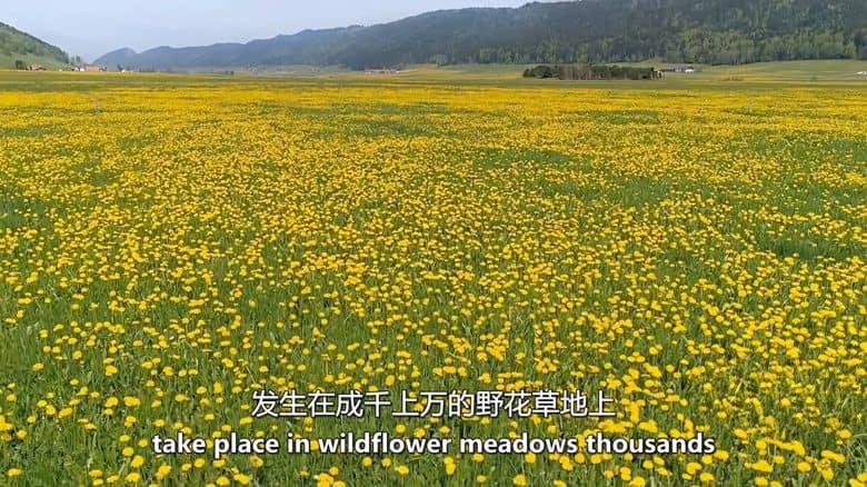 瑞士纪录片《瑞士的野生面貌 Wild Faces of Switzerland 2017》第一季全4集 英语中英双字 无水印纯净版 1080P/MKV/20.4G 野性瑞士插图5
