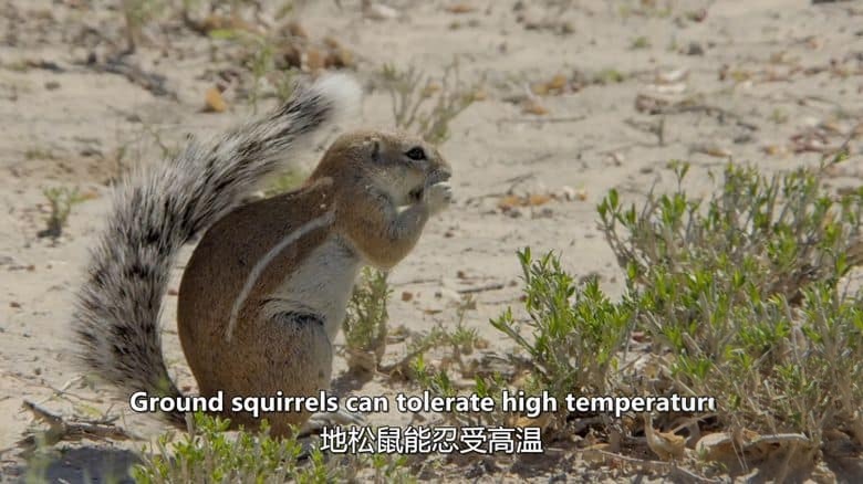 史密森尼频道《野性标志 Wildlife Icons 2015》全8集 英语中英双字 无水印纯净版 1080P/MKV/12.1G 非凡的野生动物插图3 史密森尼频道《野性标志 Wildlife Icons 2015》全8集 英语中英双字 无水印纯净版 1080P/MKV/12.1G 非凡的野生动物插图3